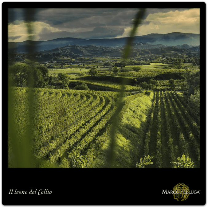 Il Collio, la culla del vino
