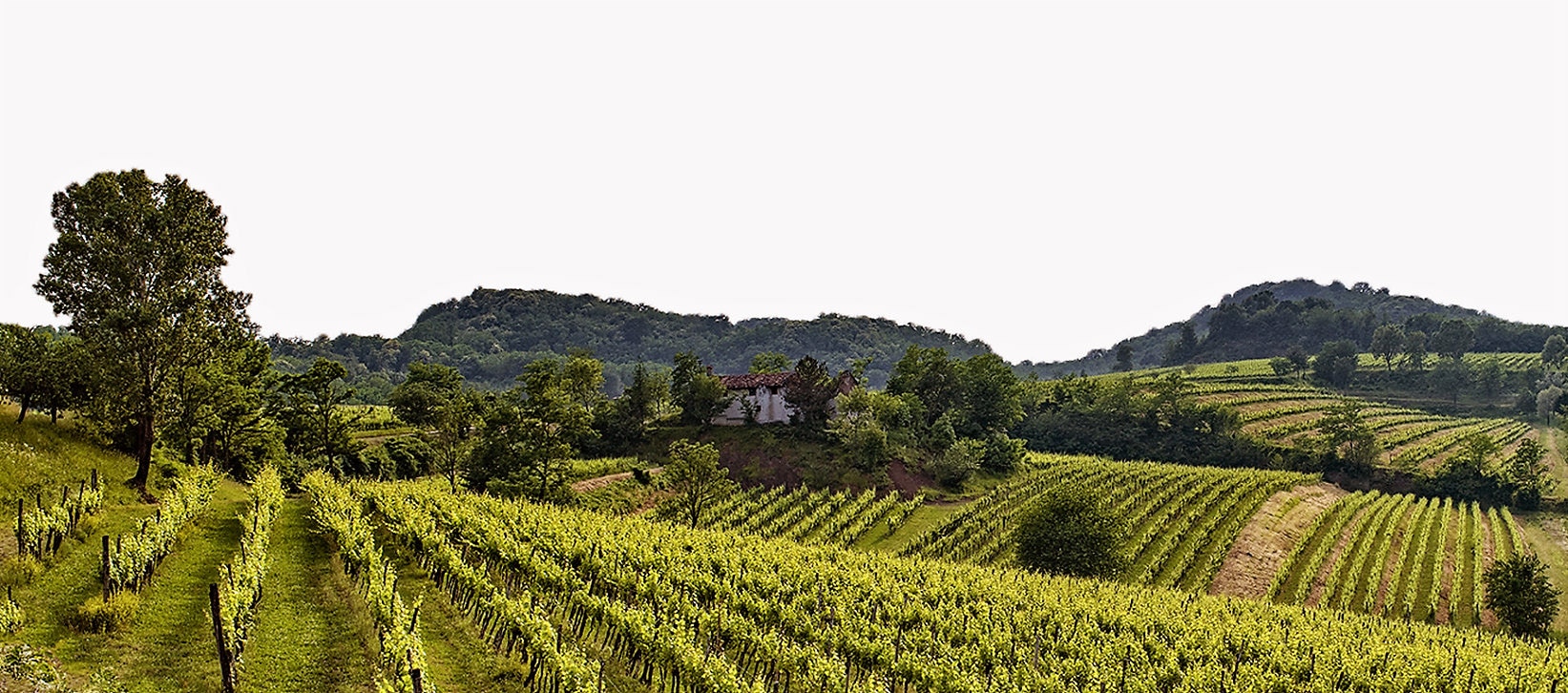 Il nostro Refosco secondo Dirk Smits