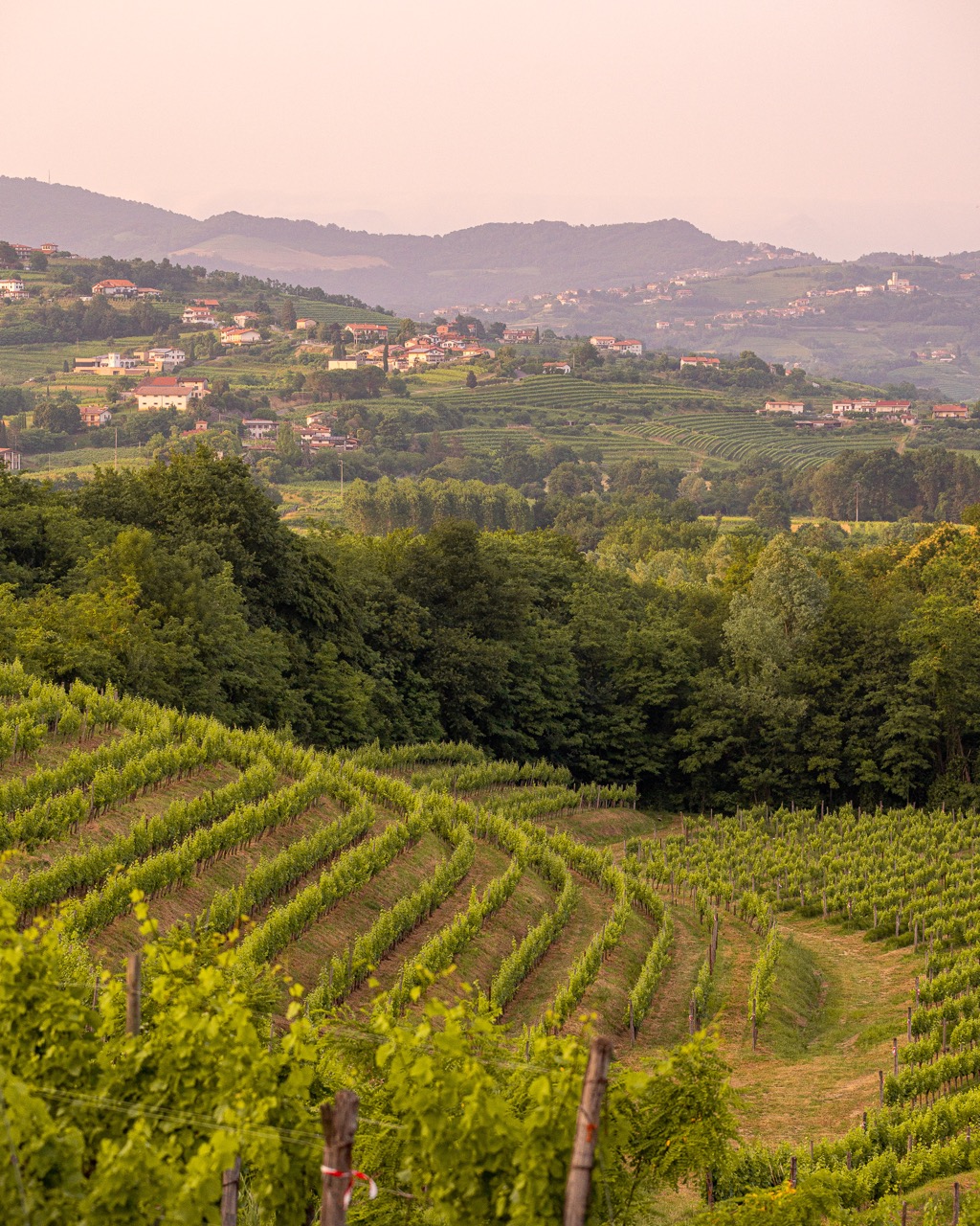 Shades of Collio - Image 5